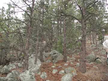 Crowded stand of thin pines over rocks and dry needles